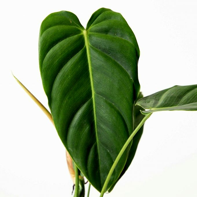 Alles Wat U Moet Weten Over Het Kweken En Verzorgen Van Philodendrons