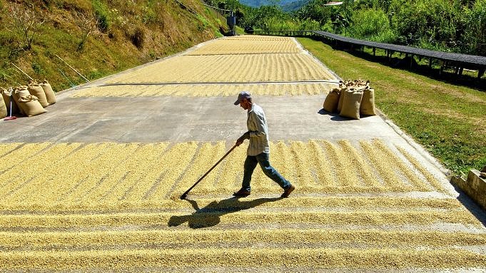 Costa Ricaanse Koffie: Wat Te Verwachten?